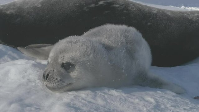 Antarctica Baby Weddell sea seal. Close-up of cute face. Antarctic funny wild animal enjoy sun light play on snow covered landscape. South Pole wildlife concept. Static shot footage