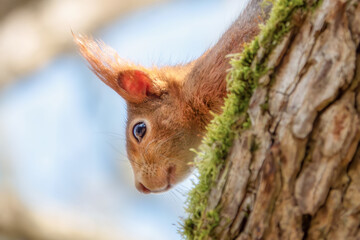 Eichhörnchen kopfüber am Baumstamm