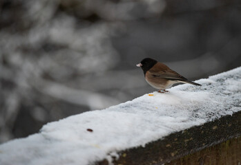 Dark-eyed Junco looking out off of a snowy railing