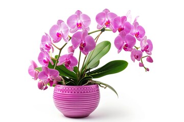 Naklejka na ściany i meble Orchid flowers in pot isolated on white background