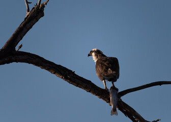 Osprey perched in a tree with a freshly caught fish. Staring off towards the rising sun, front illuminated.