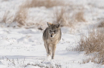 Coyote walking through a winter landscape on a Colorado prairie