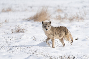 Portrait of a coyote walking through a snow covered field in Colorado