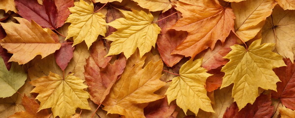 Autumn Leaves Collage Representing Seasonal Change.Close-up of a densely packed array of autumn leaves in various shades of yellow, orange, and red, highlighting the rich colors of the fall season. - obrazy, fototapety, plakaty