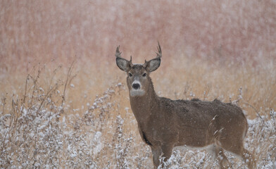 White-tailed deer looking into the camera on a snowy day in Colorado's Arsenal Wildlife refuge