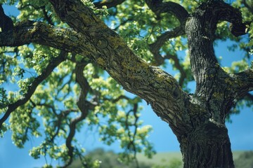 Close up view of a tree with a clear blue sky in the background. Perfect for nature and outdoor themes
