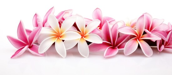 A row of magenta and white blossoms on a white background. The cut flowers showcase the beauty of terrestrial plants, adding a pop of color to any event with their delicate petals on each twig
