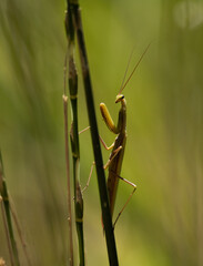 Close up photo of a praying mantis