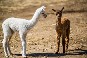 La malbaie, Canada - August 18 2020: All kinds of alpgas and baby alpagas in the alpaga farm near La Malbaie