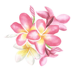 Plumeria or Frangipani or Temple tree flower. Close up single pink-red flowers isolated on white background. watercolor hand drawn illustration. For textile, wallpaper, cosmetics design.