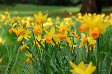 Yellow and orange Narcissus daffodil 'Jetfire'  in flower.