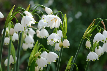 White Leucojum &Ocirc;Gravetye Giant&Otilde;, also known as snowflakes, in flower.