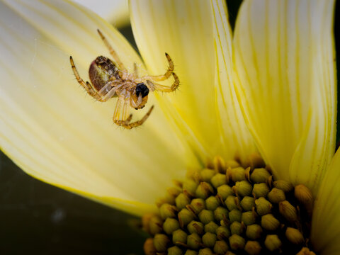 Ara&ntilde;a diminuta tejiendo su tela en una flor amarilla