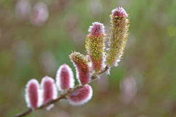 Flowering Catkins of Salix gracilistyla ‘Mount Aso’, also known as Japanese Pink Pussy Willow.