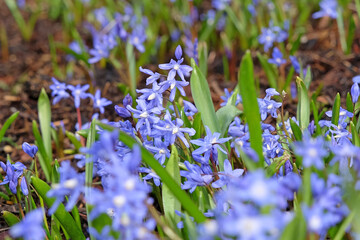 Blue Scilla luciliae, also know as Bossier's glory of the snow or Lucile's glory of the snow, flower. - obrazy, fototapety, plakaty