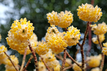 Yellow Edgeworthia chrysantha ÔGrandifloraÕ, also known as Japanese Paperbush or Worthingtonia,...
