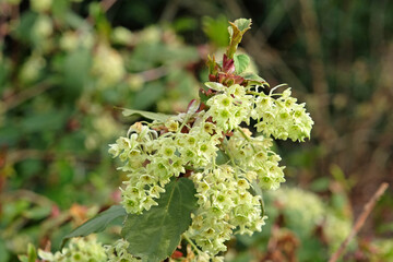 Yellow green Ribes laurifolium 'Mrs Amy DoncasterÕ, also known as the laurel leaved currant in flower.