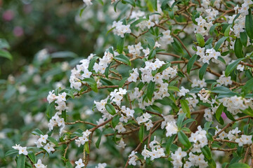 White Daphne bholua 'Alba' in flower.