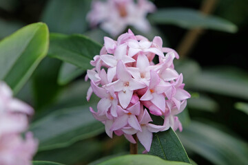 Lilac pink Daphne bholua 'Spring Beauty' in flower.