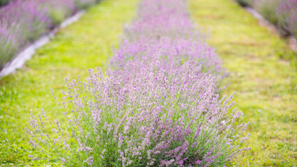 Obraz premium Magog, Canada - July 26 2020: Lavende field in Blue Lavende in Quebec Canada