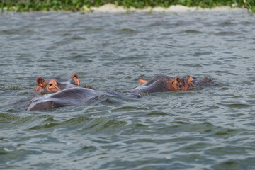 hippoes in the water