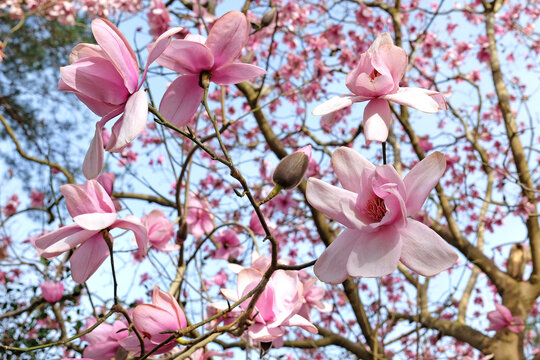 Pink Magnolia campbellii 'Charles Raffill' in flower.