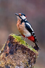 Obraz premium Great spotted woodpecker perched on a log.