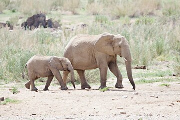 Fototapeta premium Elefant im afrikanischen Busch