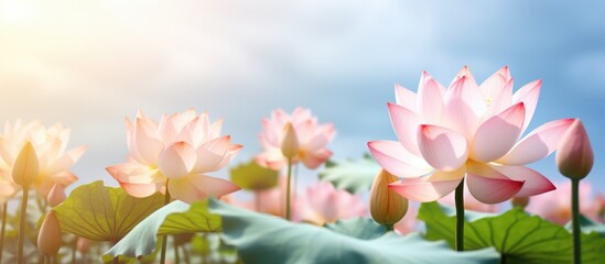 A line of pink lotus flowers blooms in a pond as the sun filters through the leaves, creating a stunning natural landscape with water, plants, and flowering beauty