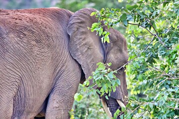 Elefant bei der Futtersuche