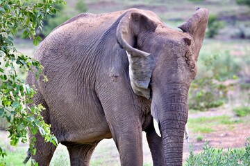 Naklejka premium Elefant bei der Futtersuche