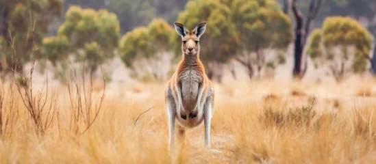 Fotobehang kangaroo standing in field background © kucret