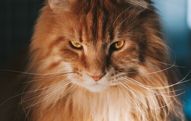 close up portrait of a cat