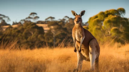 Muurstickers kangaroo standing in field background © kucret