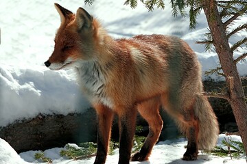 red funny little fox in a winter zoo in an open enclosure. Penza. Russia