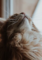 cat's nose