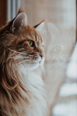 cat is looking out the window