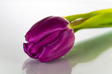 One purple tulip on a light background