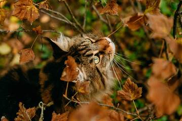 cat among the leaves