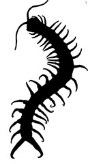 silhouette of a centipede