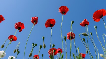 a bunch of red and white flowers in a field with a blue sky in the background and a few green stems in the foreground.