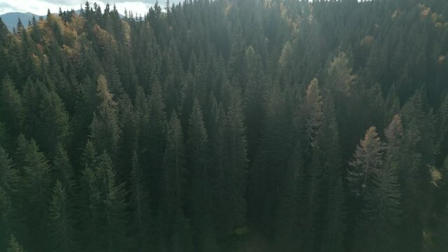 Drone shooting coniferous forest. The drone takes pictures of the treetops moving to the left. Beautiful smooth panorama of a dense forest. Mountain peaks can be seen in the background.