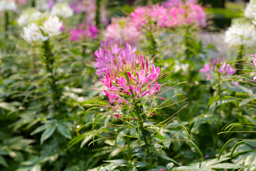 Fototapeta premium Cleome spinosa flower in the park