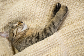 Close-up portrait of a domestic gray cat on a knitted sweater. The cat sleeps in a warm cozy...