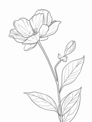 Single flower vector line art