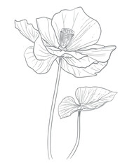 Single flower vector line art