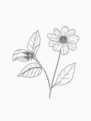 Single flower vector line art