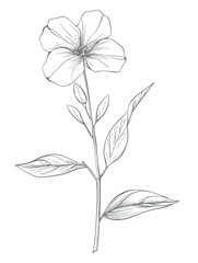 Single flower vector line art