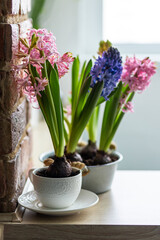 Beautiful bright blooming bulbous of hyacinths in ceramic pots on wooden table in the cozy kitchen. Spring mood. Congratulations for March 8, Women's day or Mother's Day. Home gardening concept