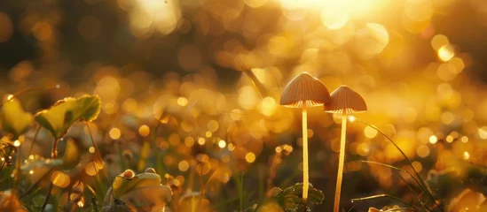 Deurstickers Two mushrooms sprouting in the grassy field at sunset, surrounded by a natural landscape teeming with wildlife and flowering plants © 2rogan